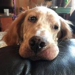 English Setters from Tamarack Mountain