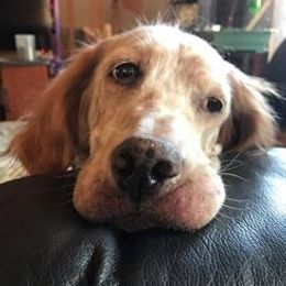 English Setters from Tamarack Mountain