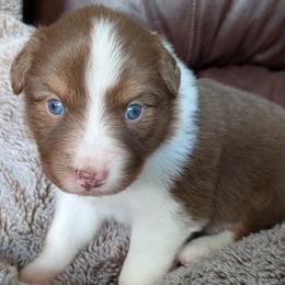 Carnation - red tri female - Red tri-color female Australian Shepherd puppy in Texas from Wray Aussies
