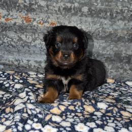 Daisy - Black tri female Miniature Australian Shepherd puppy in Liberty, Mississippi from Liberty Oaks Aussies and Dachshunds