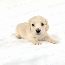 Cream Male - Cream male Dachshund puppy in Greenville, North Carolina from The Gorman Farms