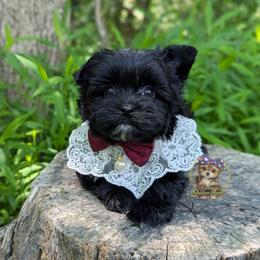 Rare Korean Moana - female Companion Cross puppy in Barren Springs, Virginia from Seeking Shalom Acres Maltese, Maltipoos & Havamalts