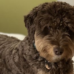 Remi - Aussiedoodle