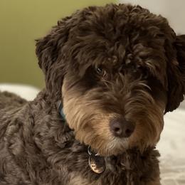 Remi - Aussiedoodle