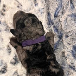 Miss Purple - Blue merle female Aussiedoodle puppy in Taylor, Missouri from Pawsitively Doodles