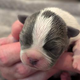 Duke Winters (Blue Collar) - Blue male Boston Terrier puppy in Littleton, Colorado from Boston Jelly Beans