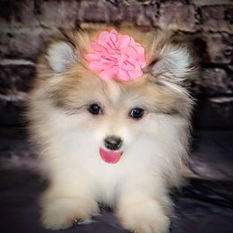 Tinkerbell - Tri-color Pomsky puppy in New Tazewell|Tn, Tennessee from Pom Pom Pomskies-TN
