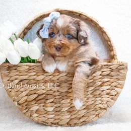 FLOPSY - Red merle Miniature Australian Shepherd puppy in Oklahoma City, Oklahoma from Outland Toy & Mini Aussies
