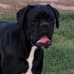 Katerina - Boxer