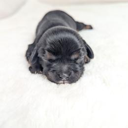 Persia - Black and tan female Cavalier King Charles Spaniel puppy in Seymour, Missouri from Painted Blessing's AKC Cavaliers LLC