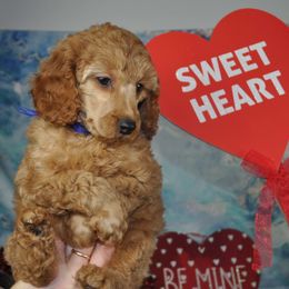 Poodle Puppies from Moyen Majestic Embrace Poodles (MOYEN ME)