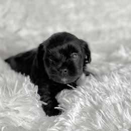Cinder - Liver male Yorkshire Terrier puppy in Bennettsville, South Carolina from Cottonwood Maltese