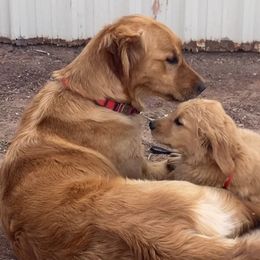 Goldendoodles and Golden Retrievers from 2 Lazy Ts Ranch
