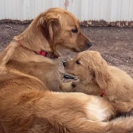 Goldendoodles and Golden Retrievers from 2 Lazy Ts Ranch