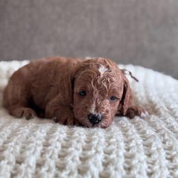 AKC miniature poodle (Brown collar boy) - Apricot male Poodle puppy in Skamokawa, Washington from East Valley Pups