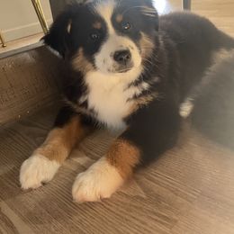 Harry - Toy Australian Shepherd puppy from Legacy Farm