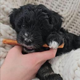 Danube Sava - Phantom female Bernedoodle puppy in Marshall, Michigan from Whispering Aspen Homestead