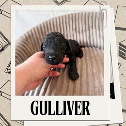 Gulliver - Black male Labradoodle puppy in Kingman, Arizona from The Dood Ranch