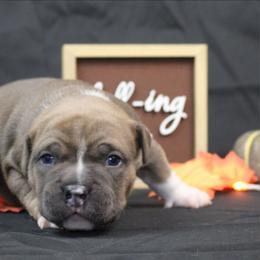 Eli - Blue male American Bully puppy in Easton, Maryland from Night Court Bullies