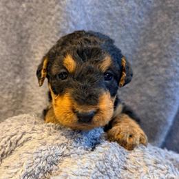 Baby Boy Pink - Black and tan male Airedale Terrier puppy in Mooresville, North Carolina from Farm 55