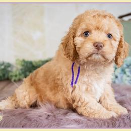 Penny - Red female Cockapoo puppy in Connersville, Indiana from Deaz Doodle Ranch
