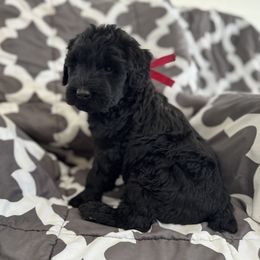 Fettuccine - Black female Giant Schnauzer puppy in Parker, Colorado from Pawsh K9’s