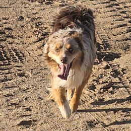 Tater - Australian Shepherd