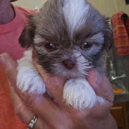 Male liver and white updated pics and a video - Liver and white male Shih Tzu puppy in Missouri from Farm Animal Mommy Shih tzu's Michalek Dog Breeder