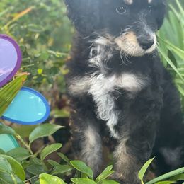 Bernedoodle Puppies from Beary Sweet Doodles