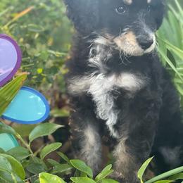 Bernedoodle Puppies from Beary Sweet Doodles