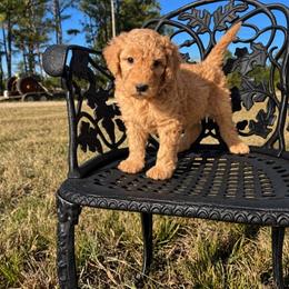 Piglet - Red  male Goldendoodle puppy in Crawford, Mississippi from Magnolia State Poodles and Doodles