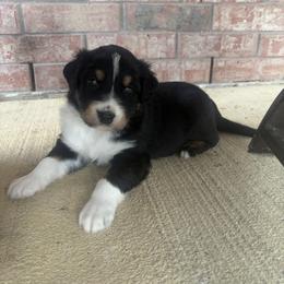 Lance - Black tri-color male Australian Shepherd puppy in Cypress, Texas from Cypress Aussies