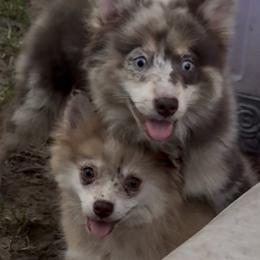 Shelby - Merle female Pomsky puppy in Spring Hill, Florida from PDQ Pomskies