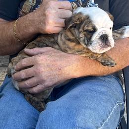 Athena - Red brindle and white female Bulldog puppy in Harrisburg, Pennsylvania from KnockDown Bulldogs