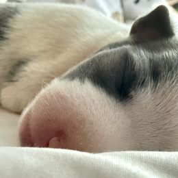 Girl 1 - Italian Greyhound puppy in New York, New York from Julia's Italian Greyhounds