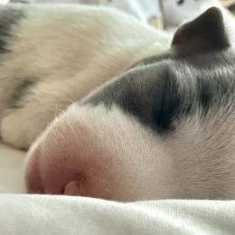 Girl 1 - Italian Greyhound puppy in New York, New York from Julia's Italian Greyhounds
