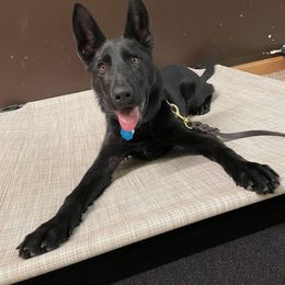 German Shepherd Puppies from Triple K Kennels