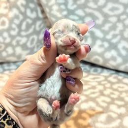 Trixie - Merle female Chihuahua puppy in Beckemeyer, Illinois from Guardian’s of the Chihuahuas