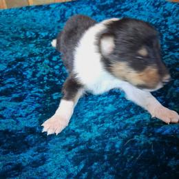 Storm - Black white and tan male Collie puppy in New Mexico from Red Canyon