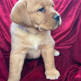 Purple Girl - Yellow female Labrador Retriever puppy in Beaverdam, Virginia from Gold Heart Labradors