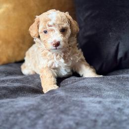 Honey - Apricot female Poodle puppy in Kissimmee, Florida from Unique Poodles