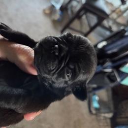 Haven - Black female Pug puppy in Madera, California from Hills Pugs