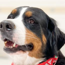 Aussiedoodles, Bernedoodles, Bernese Mountain Dogs, Double Doodles, and Goldendoodles from Teddy Doodles & Standard Poodles