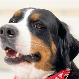 Aussiedoodles, Bernedoodles, Bernese Mountain Dogs, Double Doodles, and Goldendoodles from Teddy Doodles & Standard Poodles