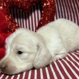 Mateo - Cream male Dachshund puppy in Somerset, Pennsylvania from Rae’s Dapper Dachshunds