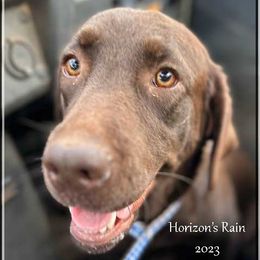 RAIN - Labrador Retriever