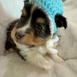 JACK - Black & tan male Toy Shetland Sheepdog puppy in Livonia, Michigan from M7’s Shelties, Toonies & AussieDoodles