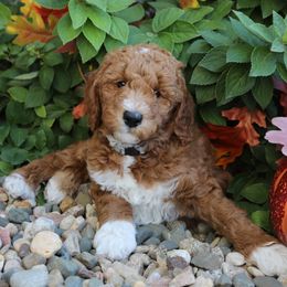 Rolo - Red  male Goldendoodle puppy in Sioux Falls, South Dakota from Dolly's Doodles