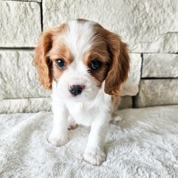 Princess Leia - Blenheim female Cavalier King Charles Spaniel puppy in Highland, Utah from Furever Cavaliers