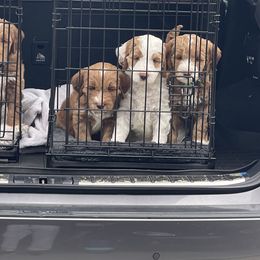 "Heading to first vet visit" Goldendoodle Puppies from BFF Goldendoodles